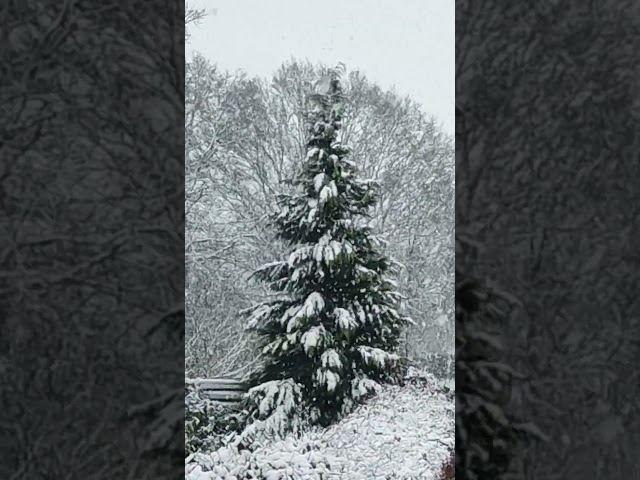 Pinneberg #germany #hamburg #noel #christmas