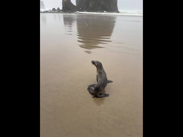 Baby seal found flapping around at Cannon Beach