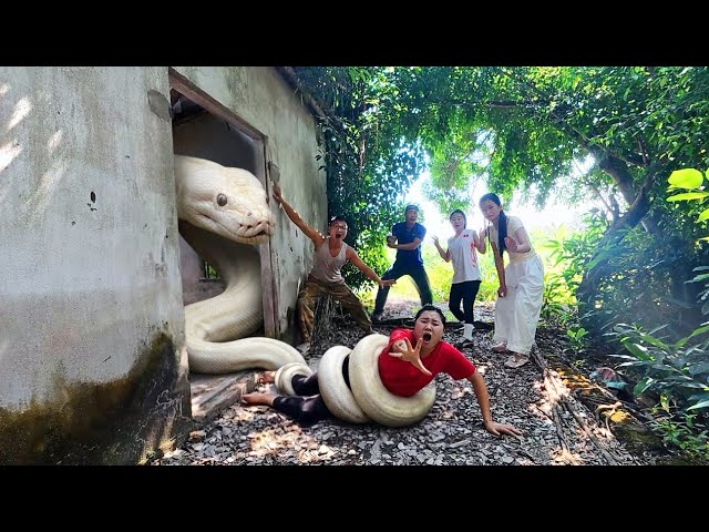 brave experts rescue girl from ferocious giant white python in abandoned house