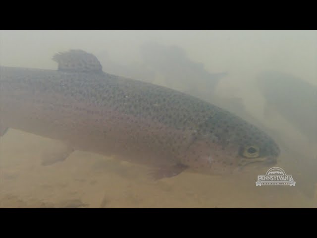 Trout Stocking in Montour County
