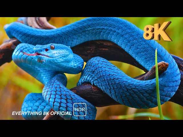 SNAKE |  Snake Videos Collection | EVERYTHIG 8K OFFICIAL