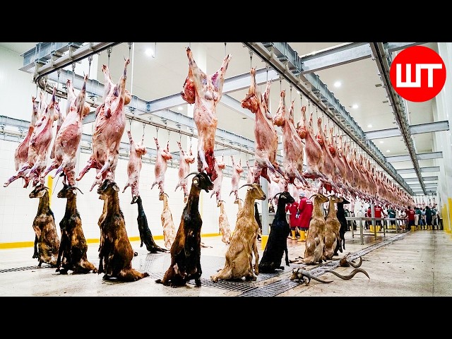 Full Goat Processing Line: Meat, Milk & Cheese Making | Goat Farm