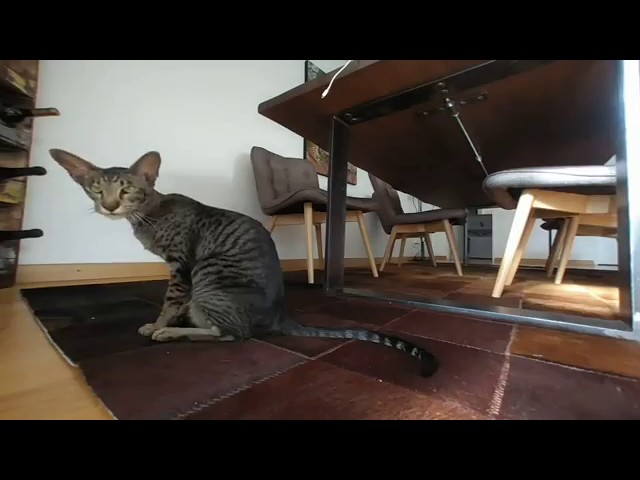 Cat kills dragonfly VR 180° 3D