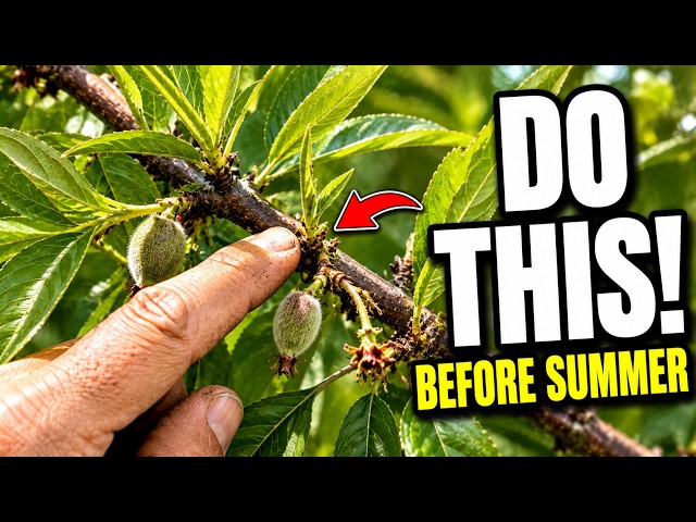Why Your Peach Tree Isn’t Producing Fruit and How to Fix It Before Next Season