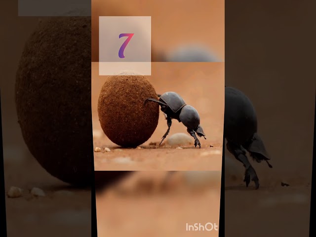 🐝 "These 10 tiny insects secretly help humans every day #science #shorts #subscribe #like