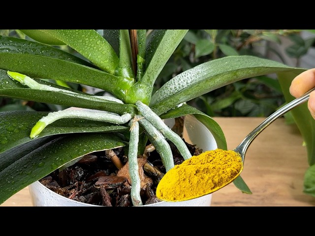 Treasure for orchids! Just pour 1 spoon into the roots and even the weakest will become stronger🌿