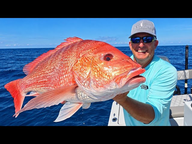 My Biggest American Red Snapper {Catch Clean Cook} Small Rod, Big Fish!