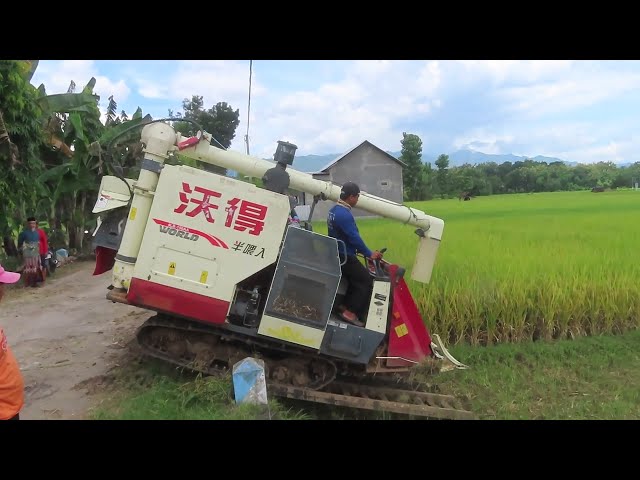 KOMBI SAWAH CANGGIH ALA CINA JEPANG KOREA 2026