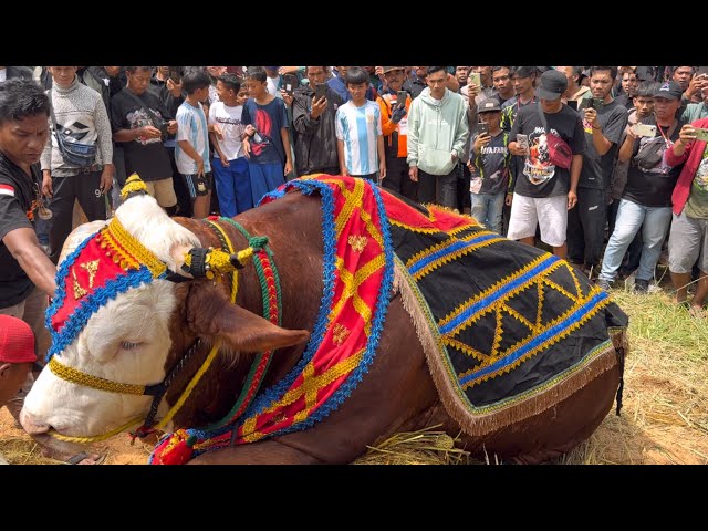 SAPI RAKSASA SAPU JAGAT DLOSOR TURUN DARI TRUK KONTES BIKIN GEMPAR ‼️🔥🔥🔥