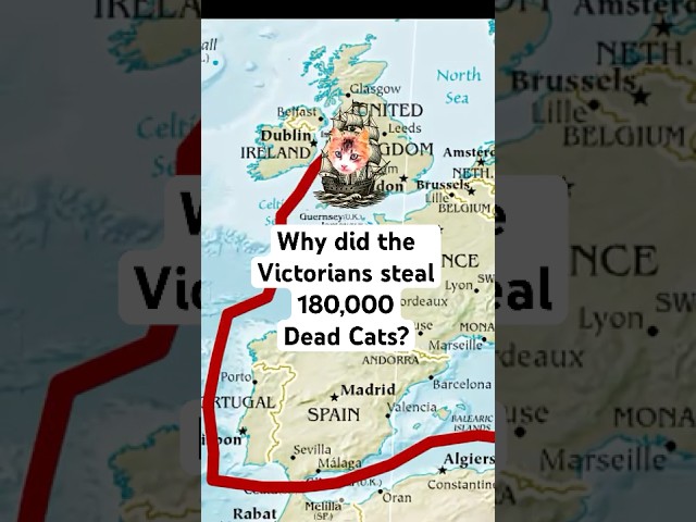 Why Did Victorians Steal 180,000 Dead Cats?