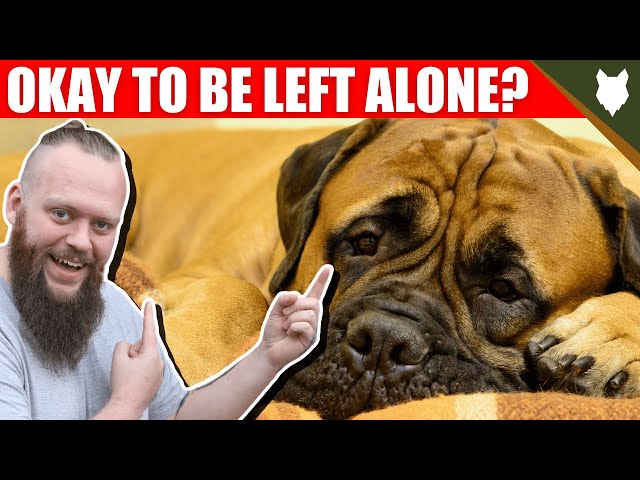 Can a BULLMASTIFF be left alone?