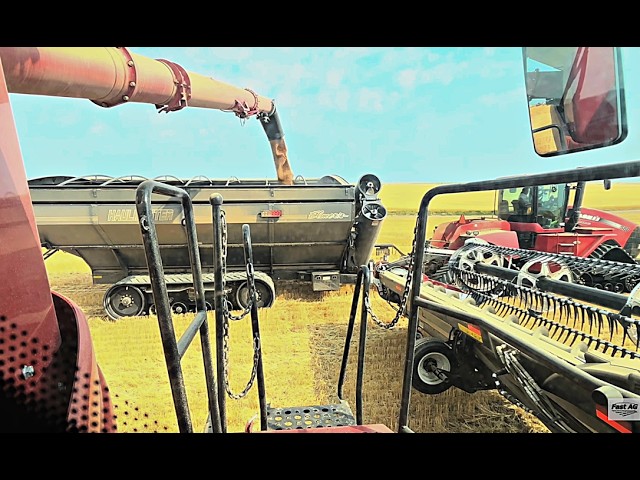 Harvest Day 7: Spring Wheat is DONE…FOR NOW…!