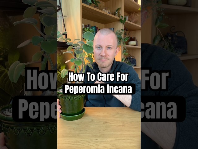 How To Care For Peperomia incana (The Felted Pepperface Plant) #PlantCare #Plants #Peperomia #Shorts