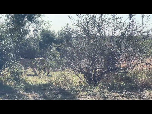 Lion on the move