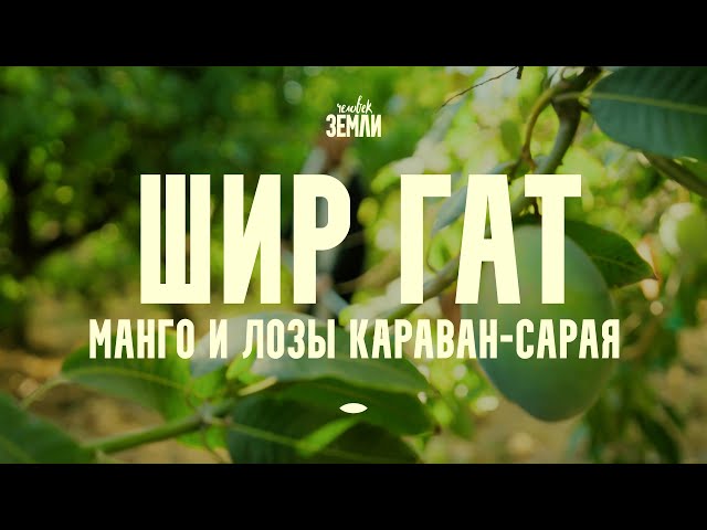 Шир Гат: манго и лозы караван-сарая || Человек земли