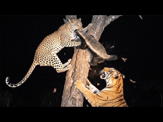 Honey Badger's Last Fight Isn't With the Leopard