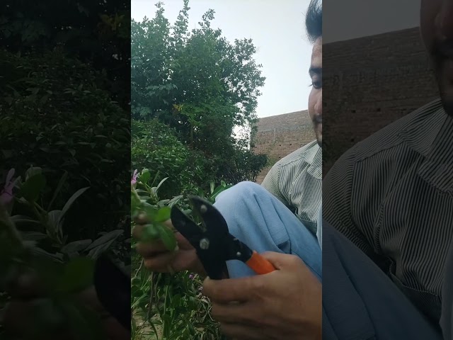 सदाबहार के पौधे की कलम कैसे बनाएं #viralvideo #shortvideo #sadhbhar #vikwayy