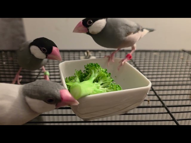 Java finches eating broccoli (Day 108)