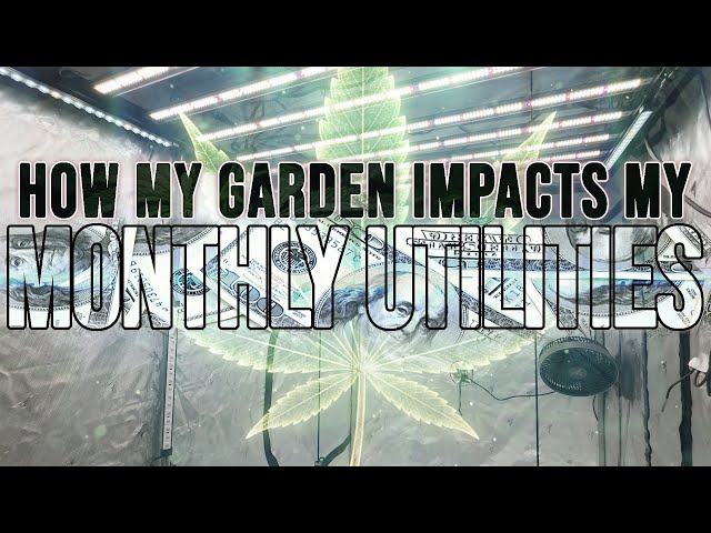 Is Growing Indoors Really Worth It? How To Calculate Your Cost Per Month To Run Your Garden