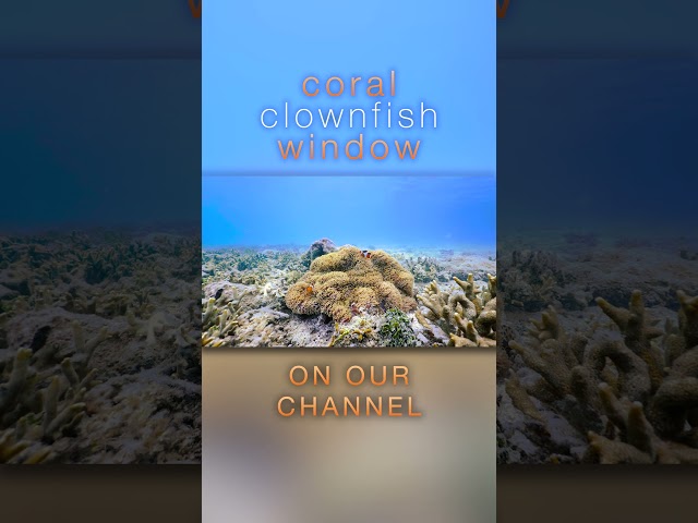 1 Hour Clownfish & Anemone Paradise #relaxation #underwater #4k
