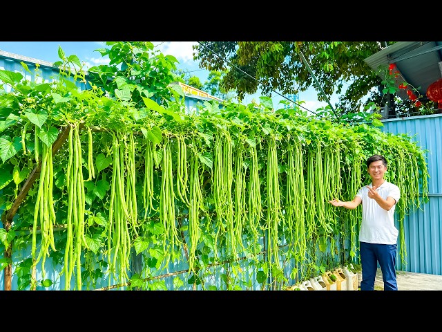 From Tiny Seeds to a HUGE Yardlong Bean Harvest! 🌱