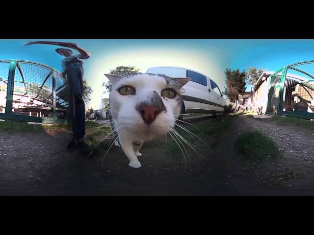 LOL-CAT 360 Video equilateral