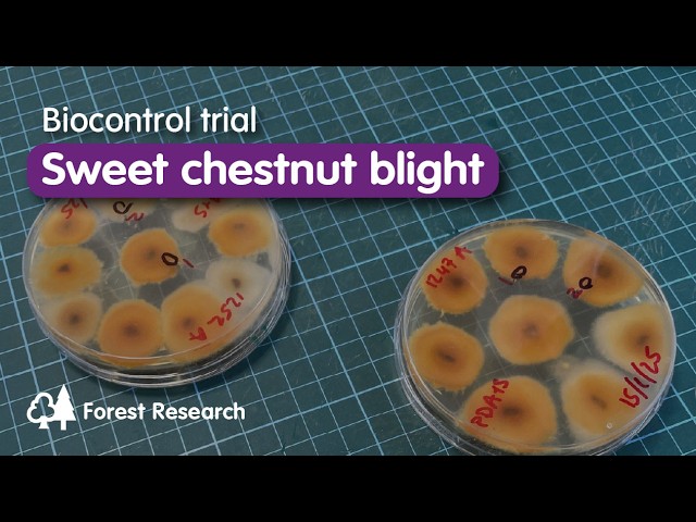 New research investigates potential biocontrol programme to manage sweet chestnut blight