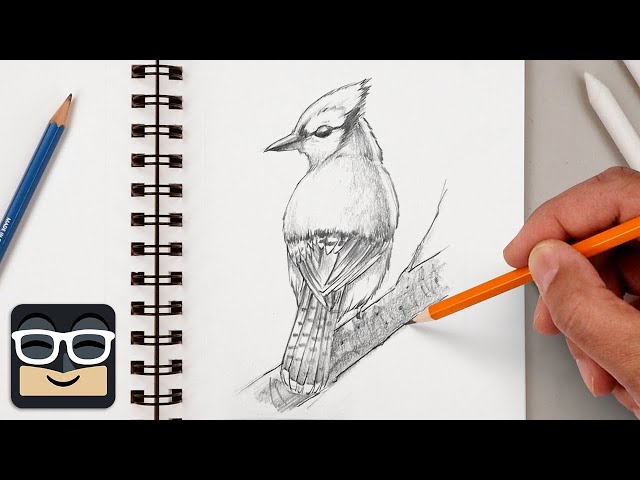 How to Draw a Realistic Bluejay | Step by Step Sketch Tutorial