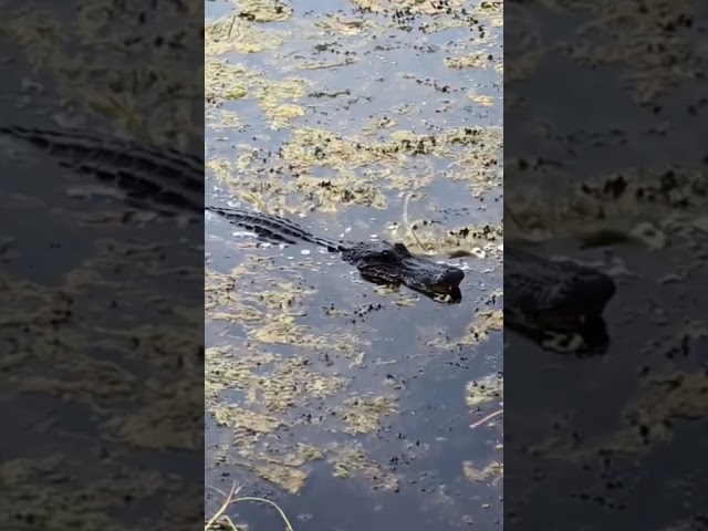 American Alligator at Aransas National Wildlife Refuge #shorts