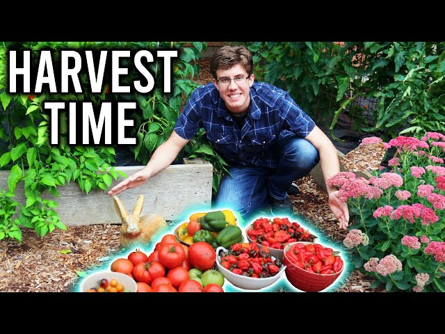 Unbelievable Harvest from the Front Yard Garden