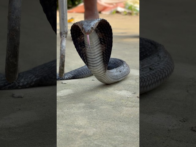 Indian Spectacled Cobra 🐍