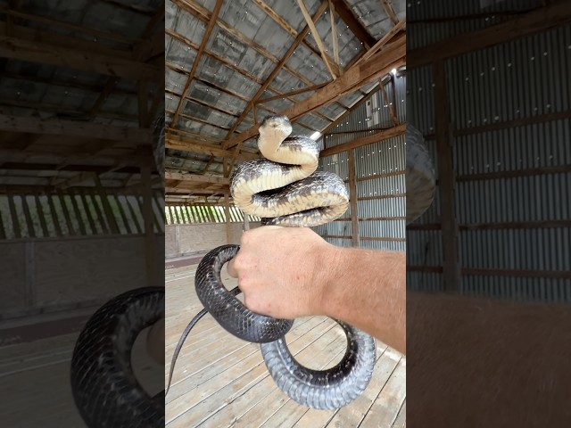 Baby Eastern Diamondback! South Georgia Flipping for Snakes!