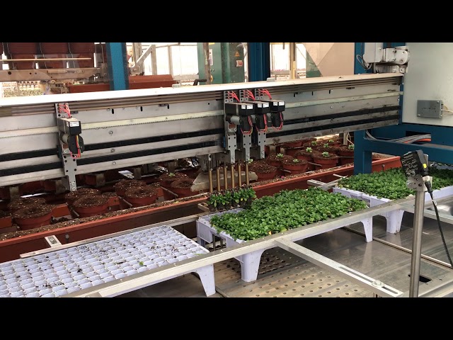 Robotics and automation in Dutch horticulture