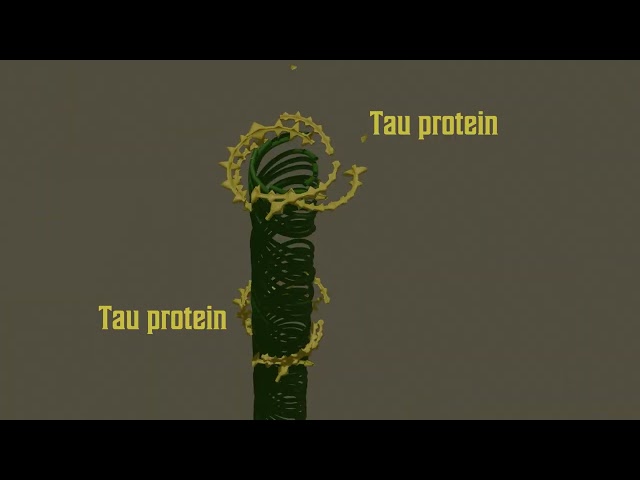 Alzheimer: Cómo las proteínas TAU dañan los microtúbulos neuronales | Animación 3D