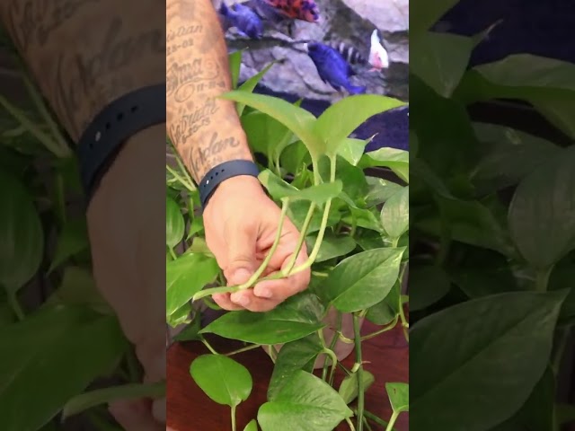Start your Plant Game Like This! (Poth -O- Carry)