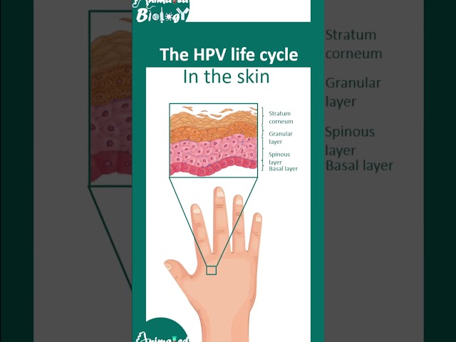 HPV & Cancer Risk Simplified | Microbio in 2 minutes | Animated biology with Arpan