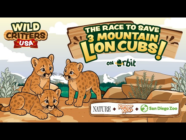 The race to save 3 mountain lion cubs!