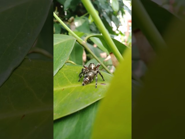 Apakah ini Tarantula? #spider
