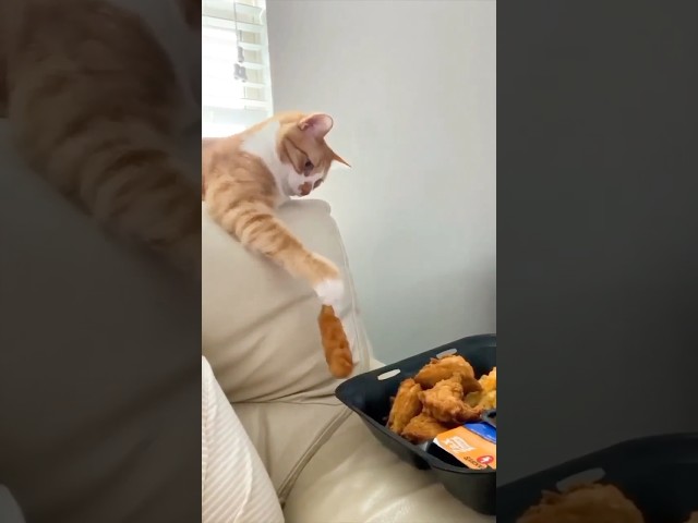 cat tries to steal food