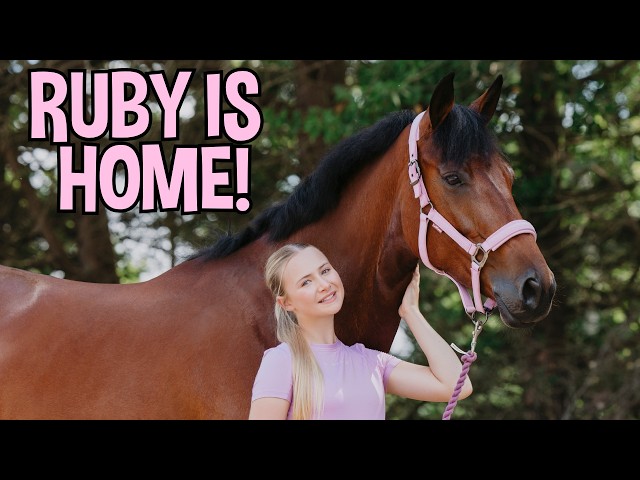 MY NEW HORSE RUBY IS HOME! She's arrived in the UK!