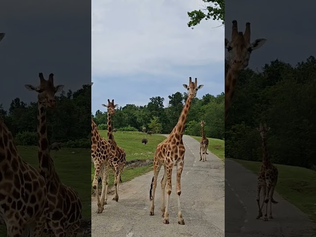 SAFARI PARK 🦒 🦁 🐅