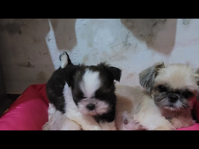 Cachorrinhos Shih-tzu 🇧🇷 está ao vivo!