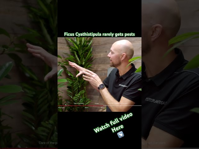 Easy way to notice pests on the ficus Cyathistipula #plants #indoorplants #houseplants #shorts