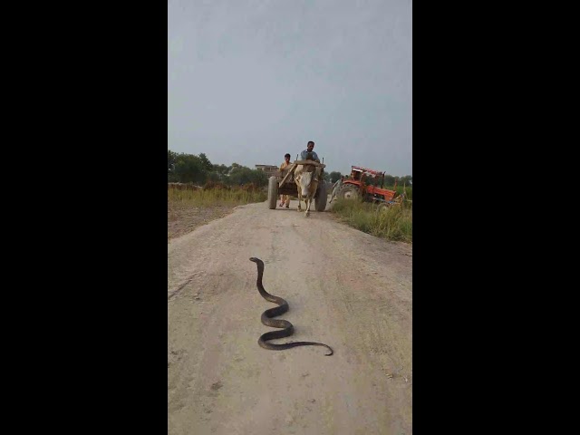 The Snake hunter Live Stream