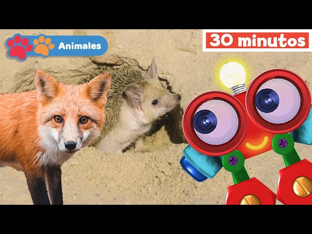 Mis Amigos Animales con Robi | Aprender animales | Educación para bebés | Mi Primera Universidad