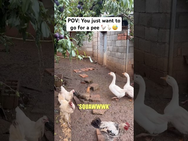 I just wanted to go for a pee… 🐓🪿#china #chinatravel #solotravel #rurallife