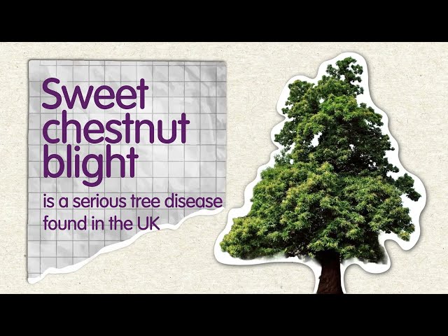 How to Spot Sweet Chestnut Blight | Identify Sweet Chestnut Trees