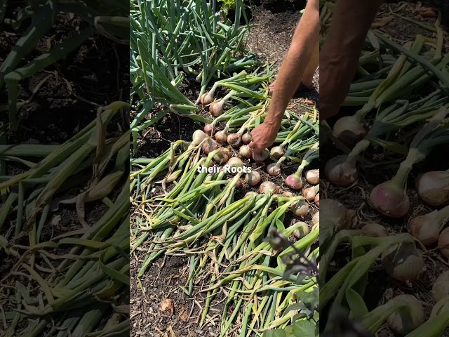 How to Know When Onions Are Ready to Harvest