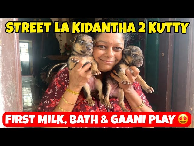 Street la Kidantha 2 Kutty! First Milk, Bath & Gaani Play 🐶❤️