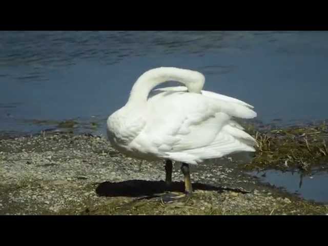 Swan Preening in Yellowstone